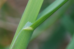 Membranous-ligule-of-orchardgrass