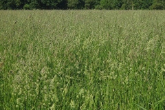 Orchard-grass-plant-growing-wild