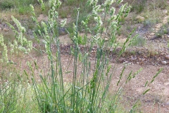 Orchard-grass-plant