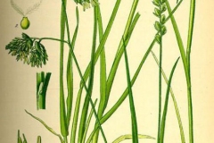 Plant-Illustration-of-Orchard-grass