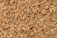 Seeds-of-orchard-Grass