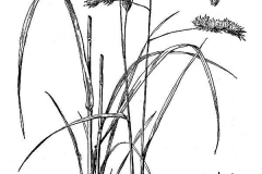 Sketch-of-Orchard-grass