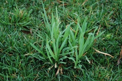 Small-Orchard-grass-plant
