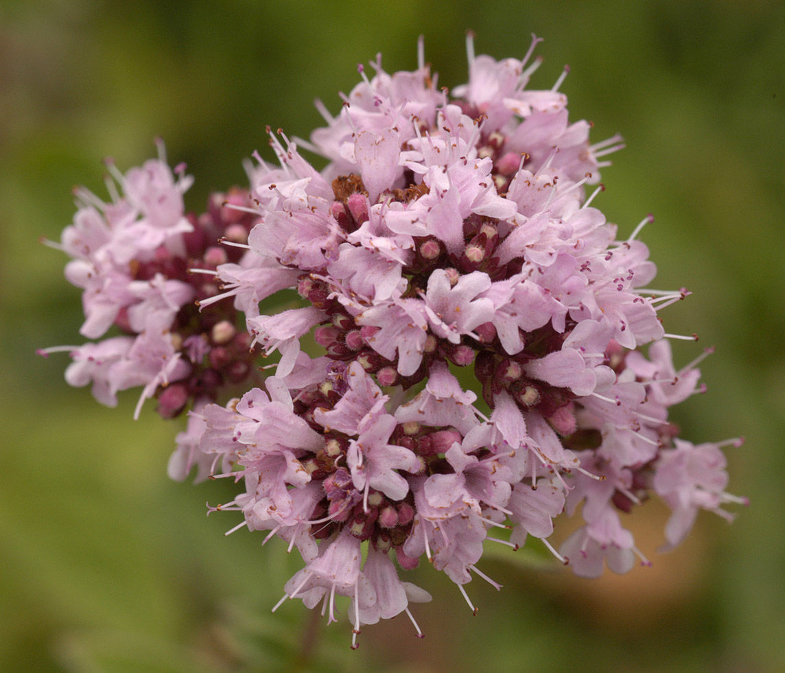 Close-up-flower-of-Oregano