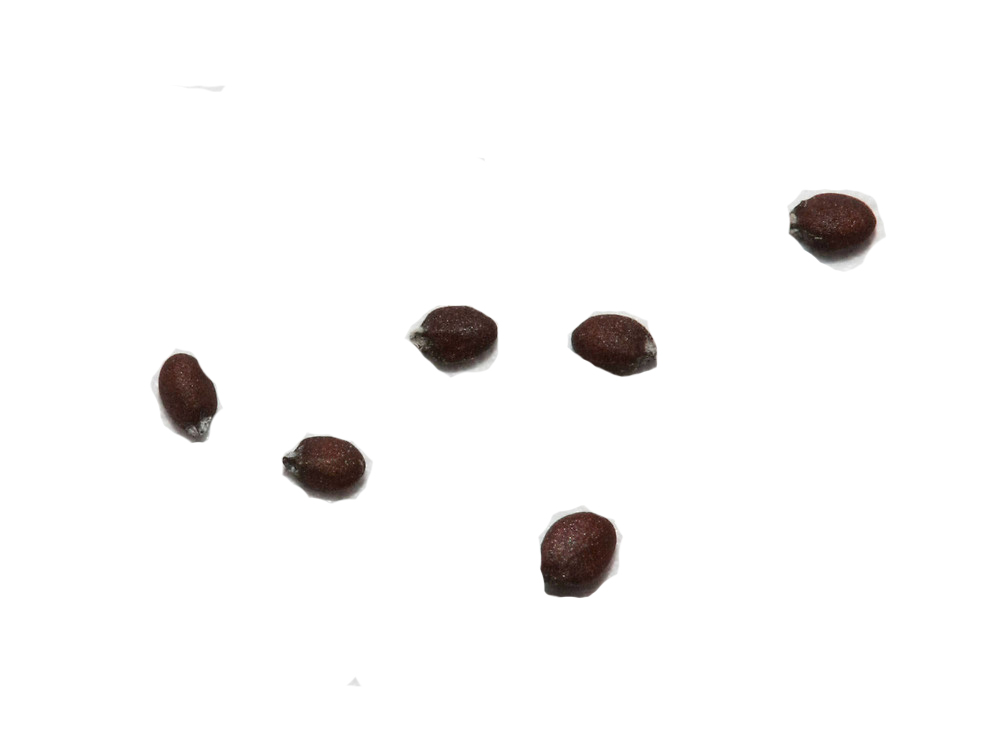 Oregano-seeds