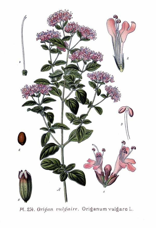 Plant-illustration-of-Oregano
