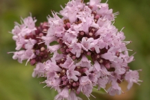Close-up-flower-of-Oregano