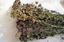 Dried-Oregano-plant