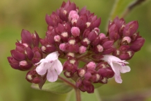 Flower-buds-of-Oregano