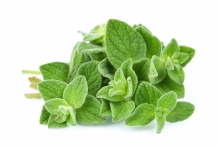 Leaves-of-Oregano