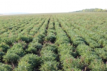Oregano-farm