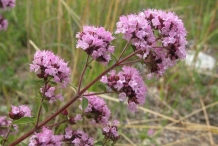 Oregano-flower