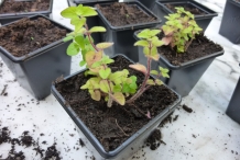 Oregano-plant