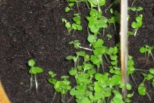 Oregano-seedlings