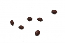 Oregano-seeds