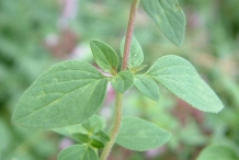 Oregano-stem