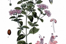 Plant-illustration-of-Oregano
