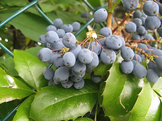 Mature-Fruits-of-Oregon-Grape