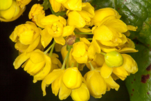 Closer-view-of-Oregon-Grape-flowers