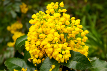 Flowers-of-Oregon-Grape
