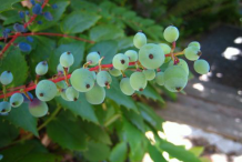 Green-berries-of-Oregon-Grape