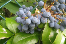 Mature-Fruits-of-Oregon-Grape