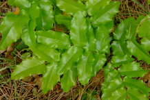 Oregon-Grape-leaflets