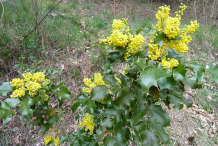Oregon-Grape-plant
