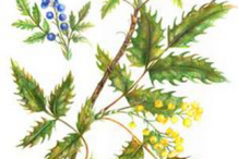Plant-Illustration-of-Oregon-Grape