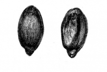 Seeds-of-Oregon-Grape