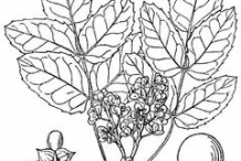 Sketch-of-Oregon-Grape