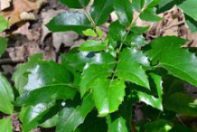 Small-Oregon-Grape-Plants