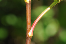 Stem-of-Oregon-Grape