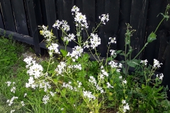 Flower-of-Oriental-radish