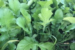 Leaves-of-Oriental-radish