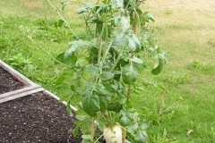 Oriental-radish-plant