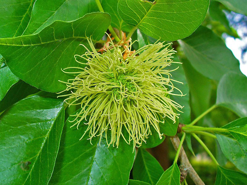 Flower-of-Osage-orange-tree
