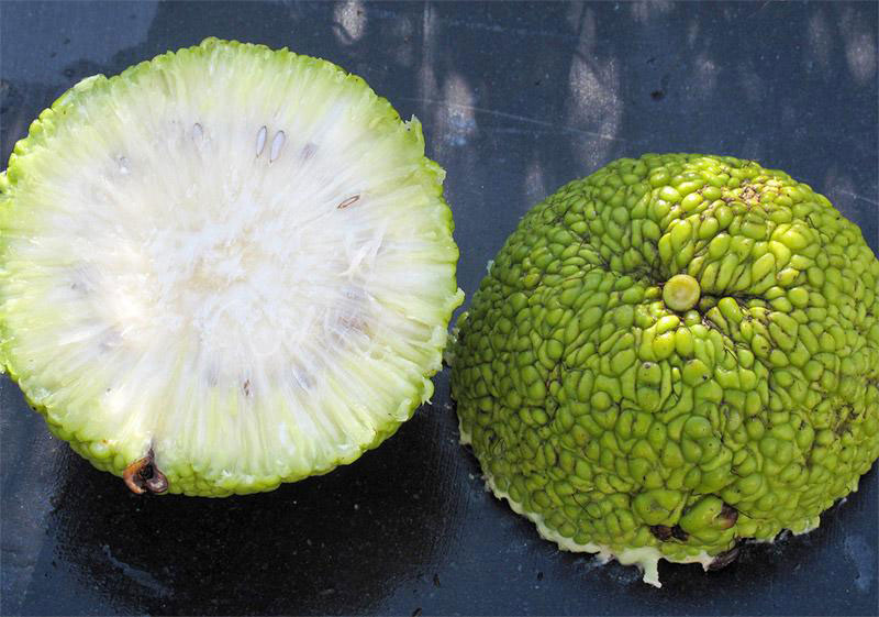 hedge apple, monkey balls Details about   Osage Orange Tree Seeds Maclura Pomifera
