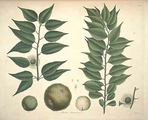 Plant-Illustration-of-Osage-orange