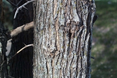 Bark-of-Osage-orange