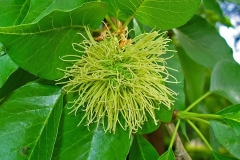 Flower-of-Osage-orange-tree