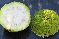 Half-cut-Osage-orange