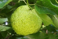 Immature-fruits-of-Osage-orange