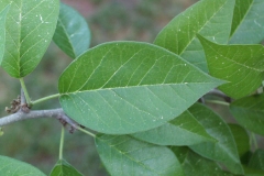Leaves-of-Osage-orange