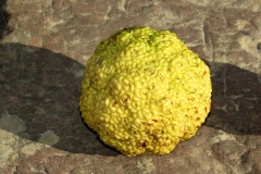 Mature-fruit-of-Osage-orange