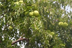 Osage-orange-plant