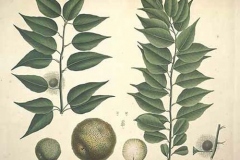 Plant-Illustration-of-Osage-orange