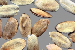 Seeds-of-Osage-orange