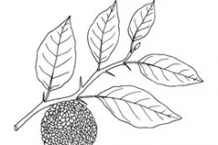 Sketch-of-Osage-orange