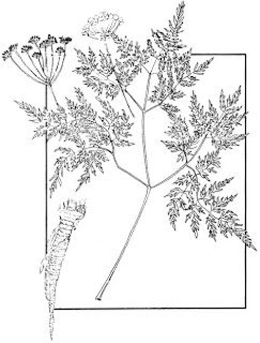 Plant-Illustration-of-Osha